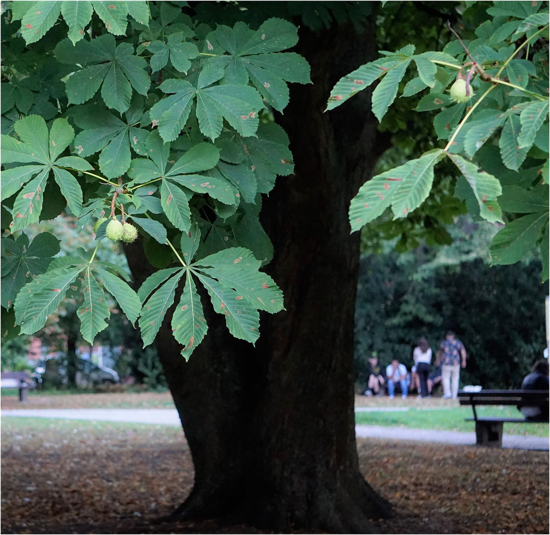 Durchblick im Park