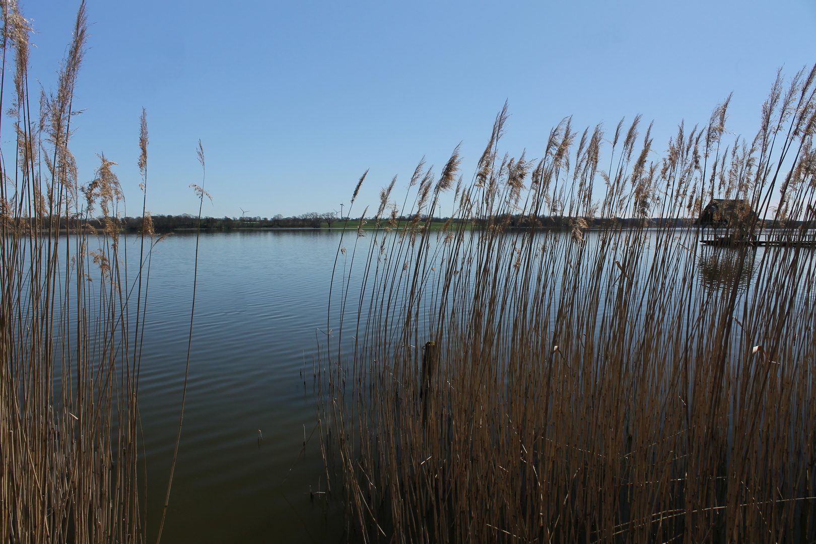 Durchblick im Schilf