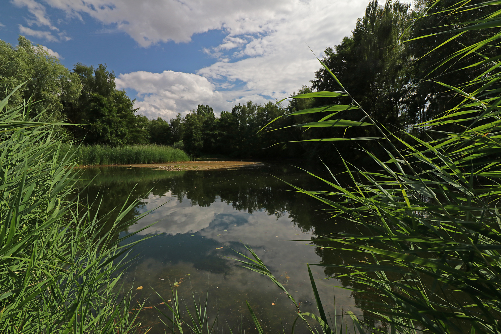 Durchblick im Schilf