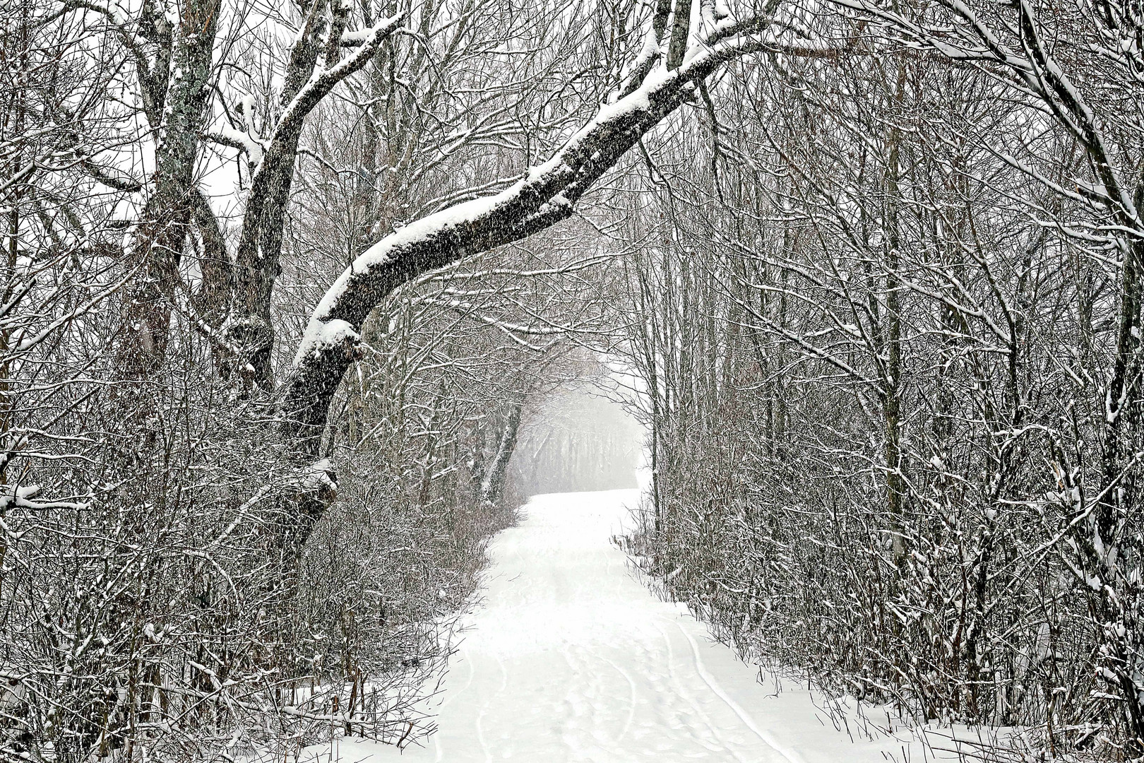 Durchblick im Schneefall