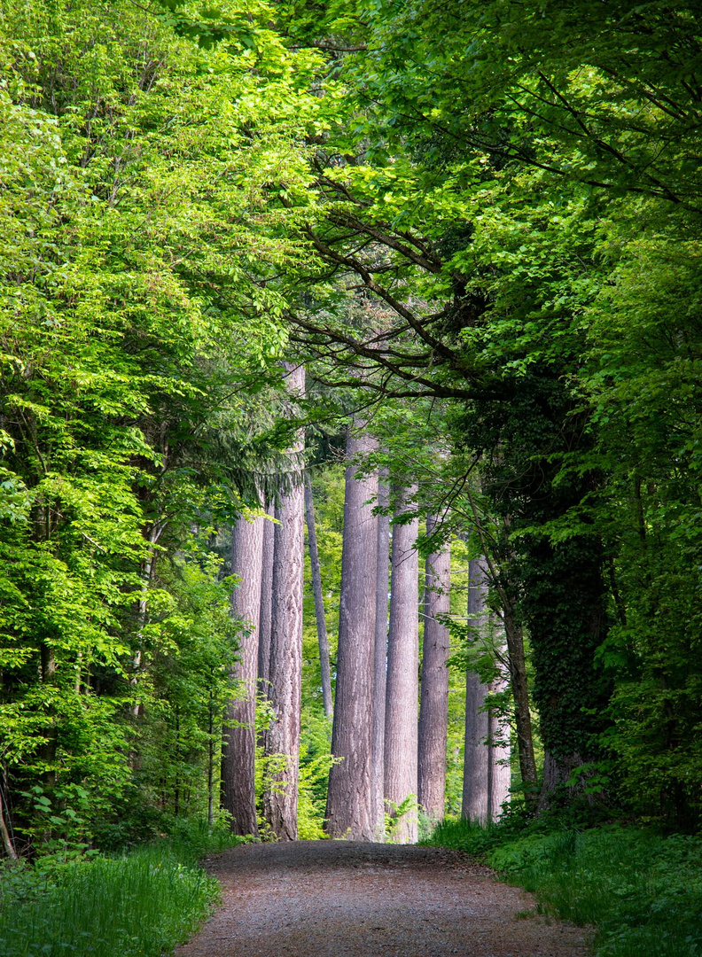 Durchblick im Wald