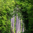 Durchblick im Wald