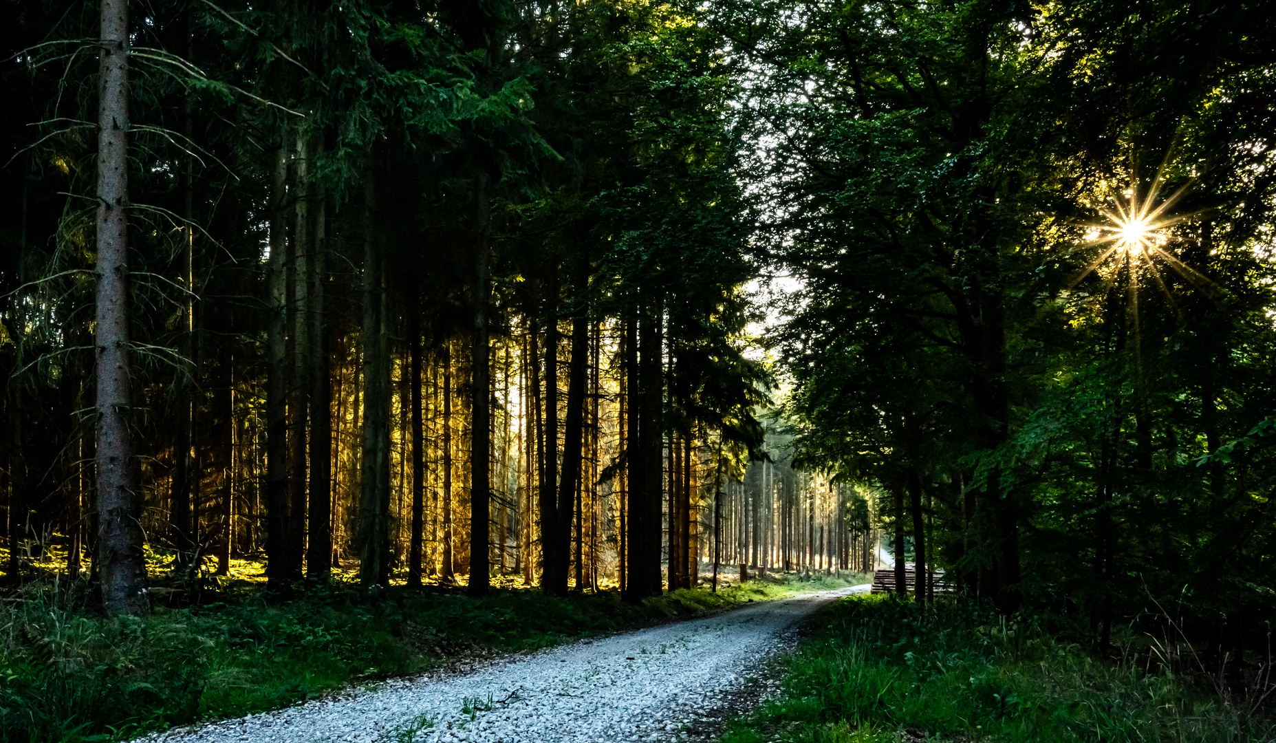 Durchblick im Wald