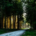 Durchblick im Wald