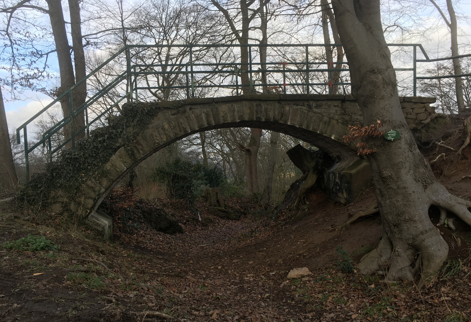 Durchblick im Wald