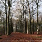 Durchblick im Wald