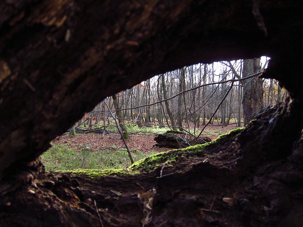 Durchblick im Wald