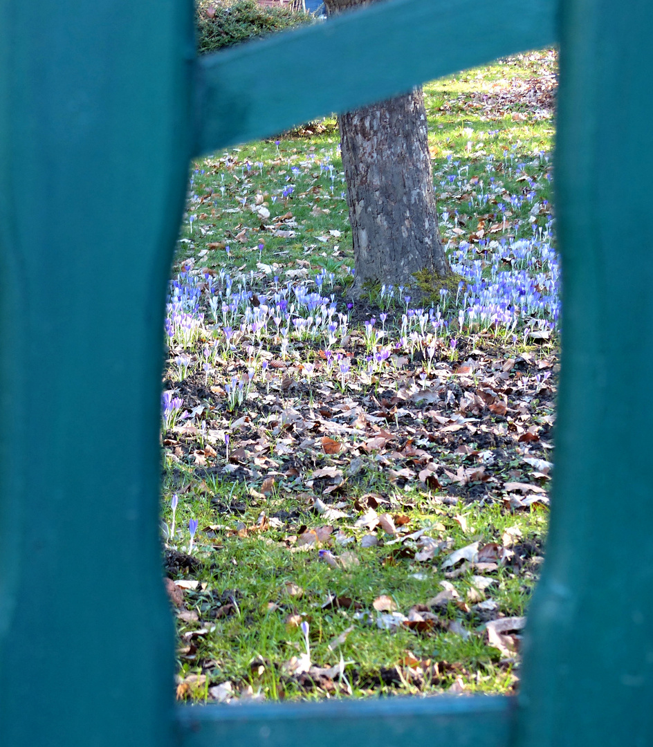 Durchblick in den Frühling