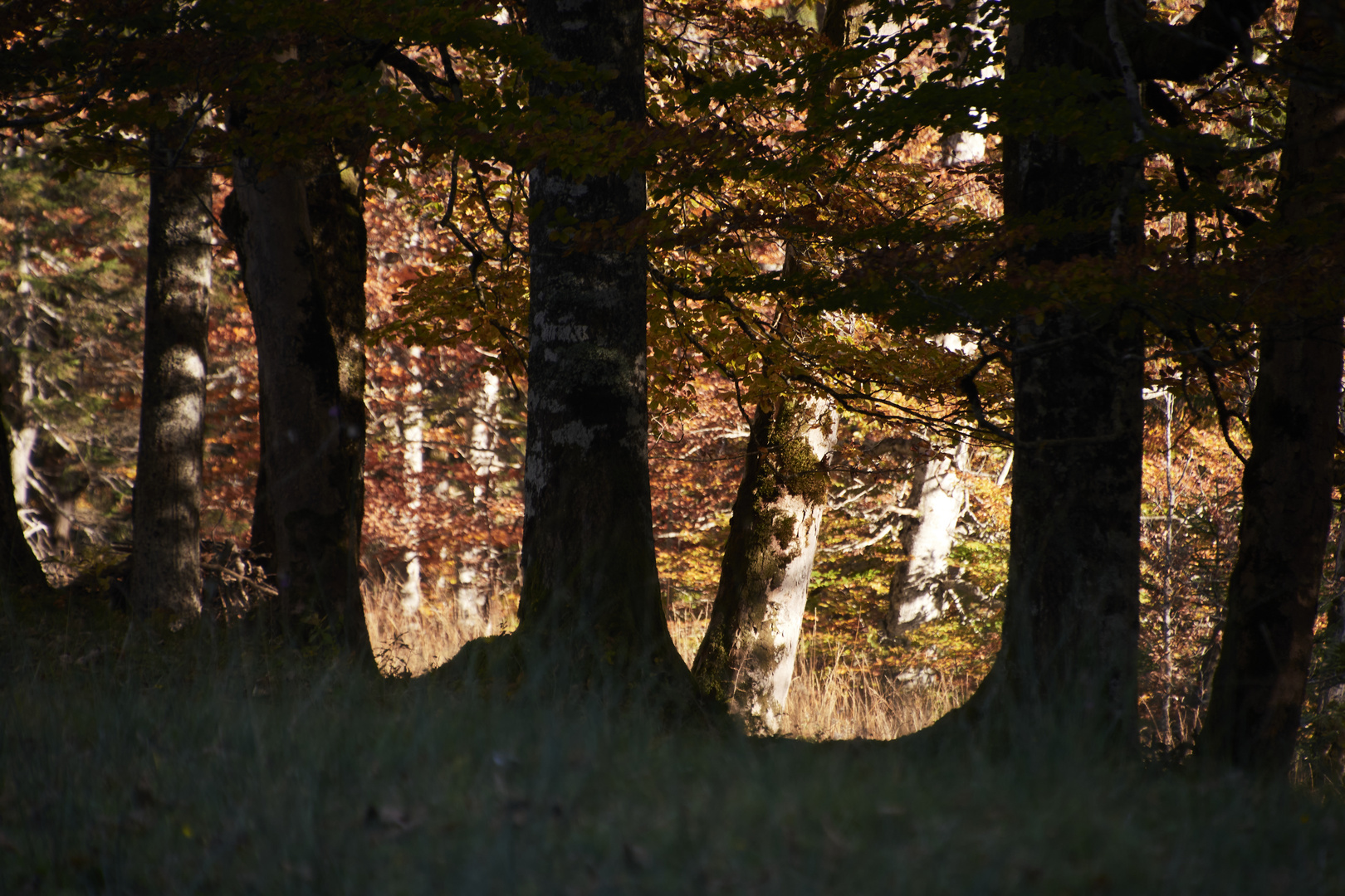 Durchblick in den Herbst