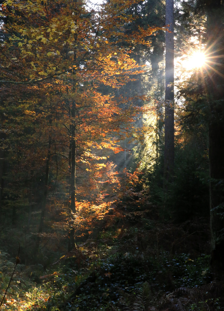 Durchblick in den Herbstwald