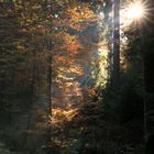 Durchblick in den Herbstwald