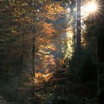 Durchblick in den Herbstwald