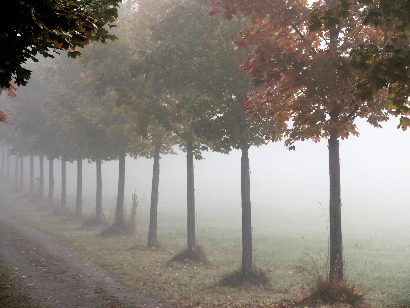 Durchblick in den Nebel