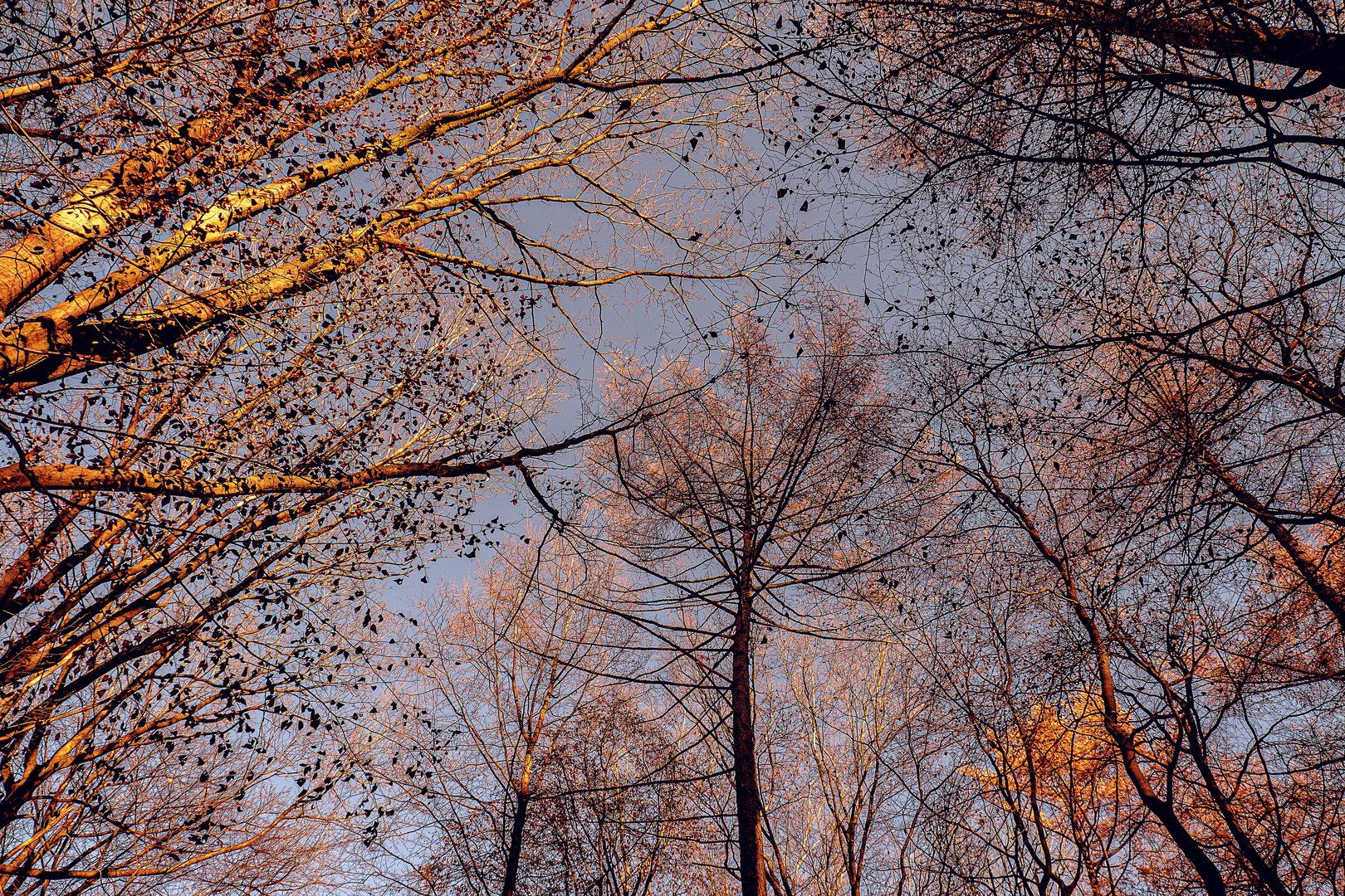 Durchblick in den Winterhimmel