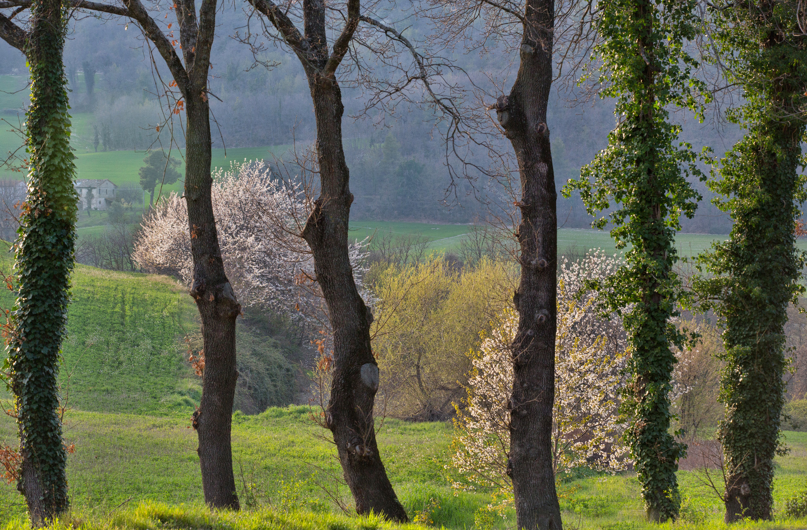 Durchblick in die Fruehlingsnatur