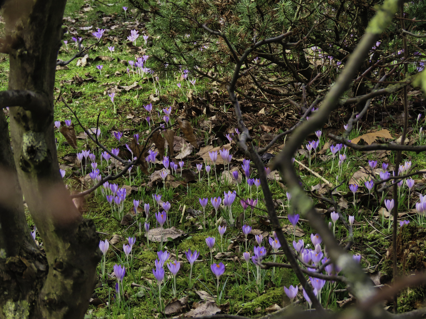 Durchblick in einen Garten - Thementag