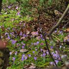 Durchblick in einen Garten - Thementag