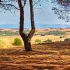 Durchblick in Navarra