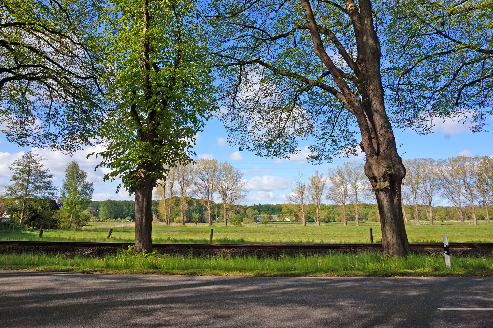 Durchblick inder Lindenallee