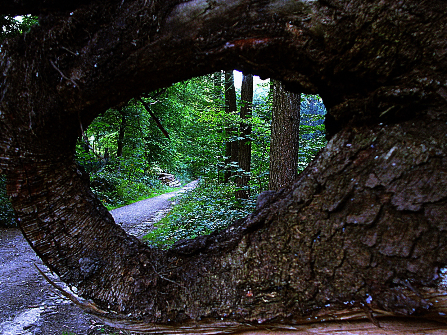 Durchblick in´s Grüne