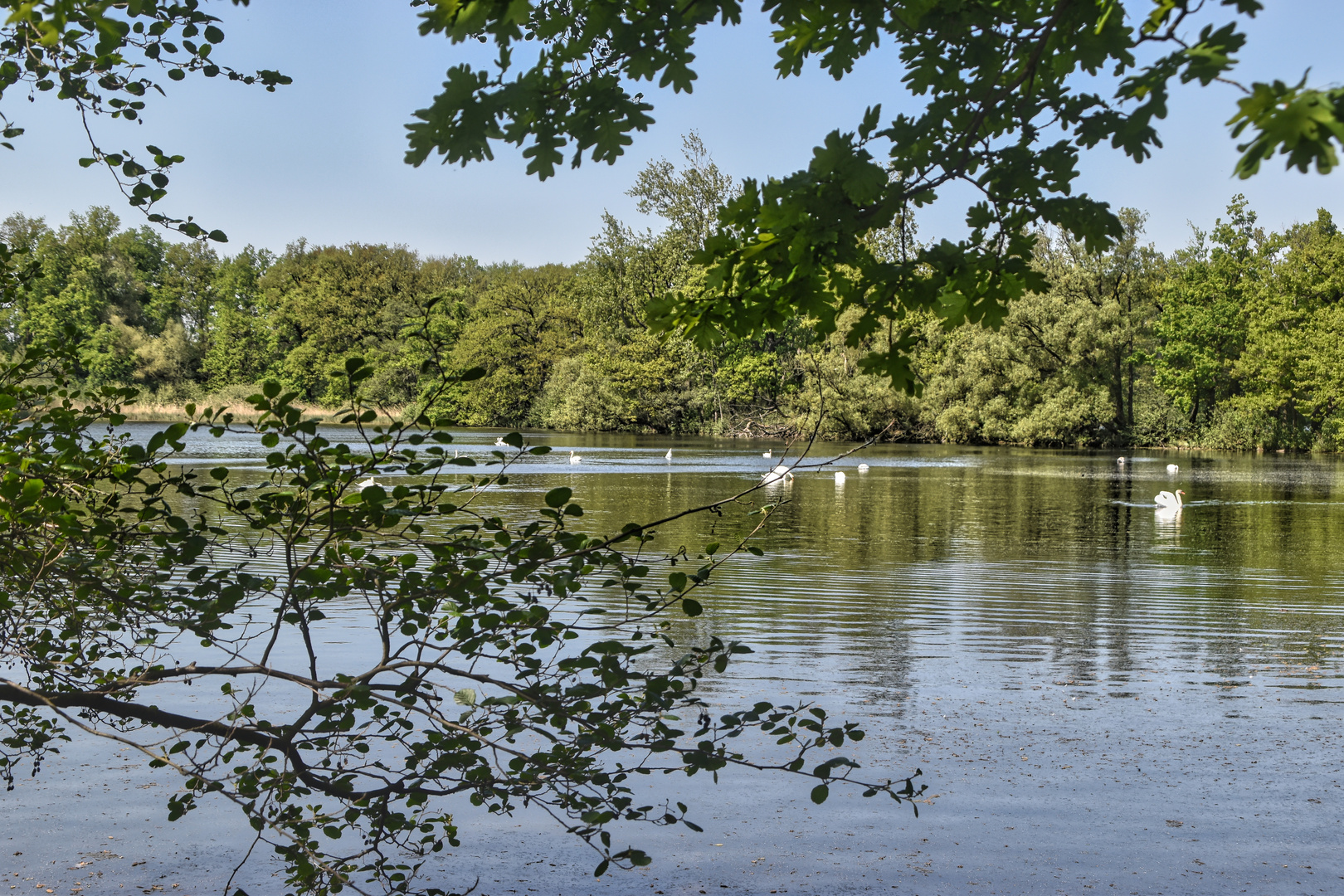 Durchblick ins Schwanenparadies