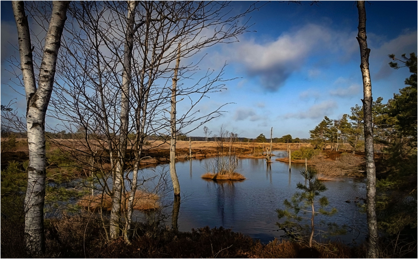 Durchblick ins winterliche Moor