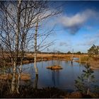 Durchblick ins winterliche Moor