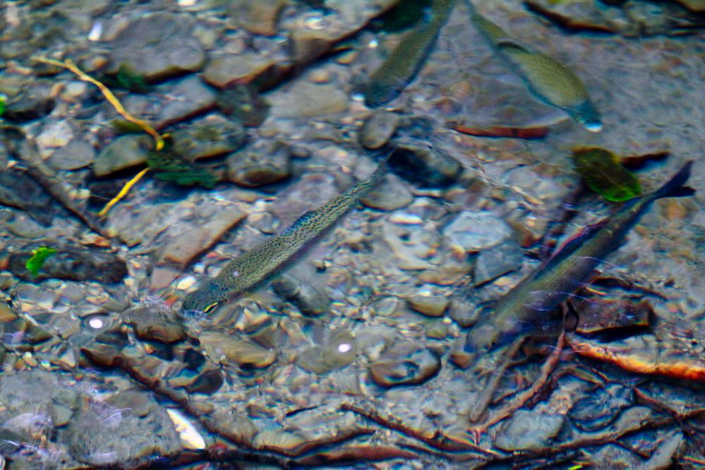 Durchblick klares Wasser - Forellen