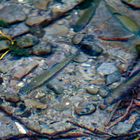 Durchblick klares Wasser - Forellen