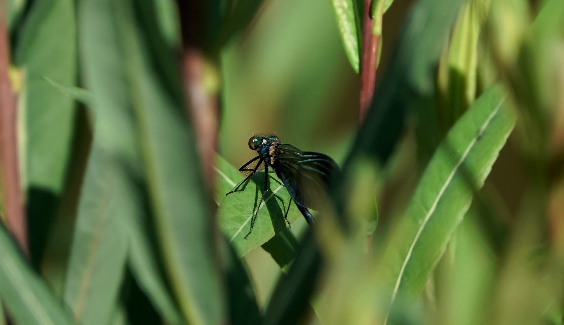 Durchblick-Libelle