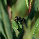 Durchblick-Libelle