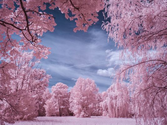 Durchblick mit der rosaroten Brille