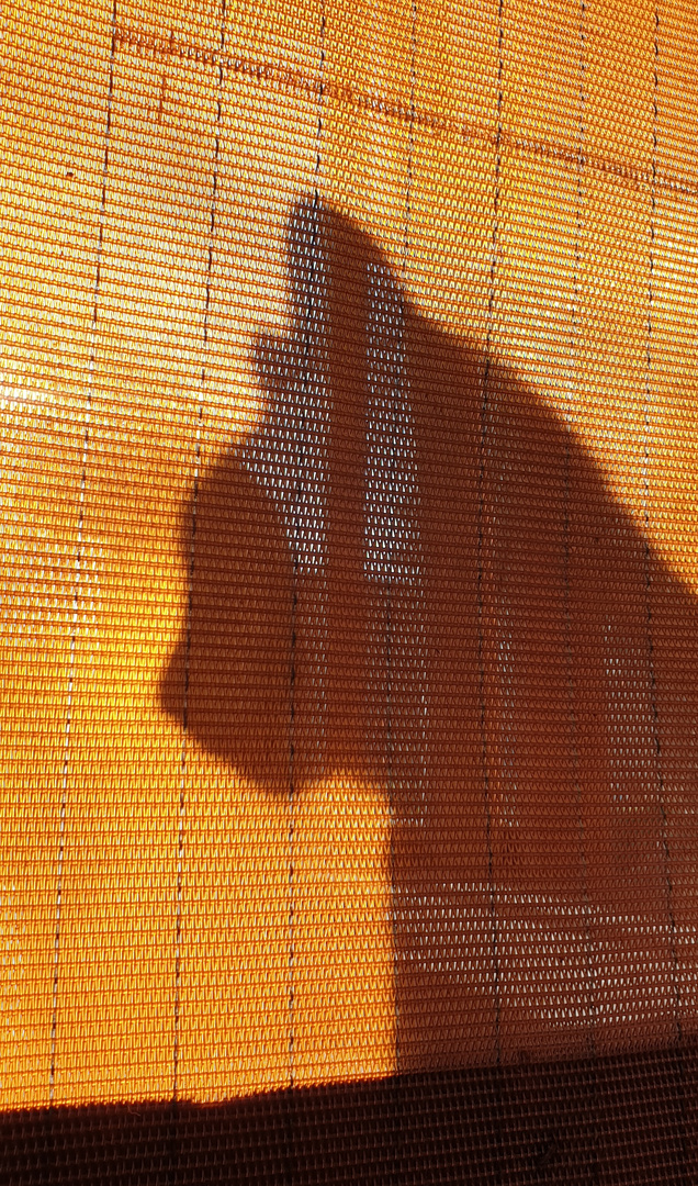 Durchblick mit Katze