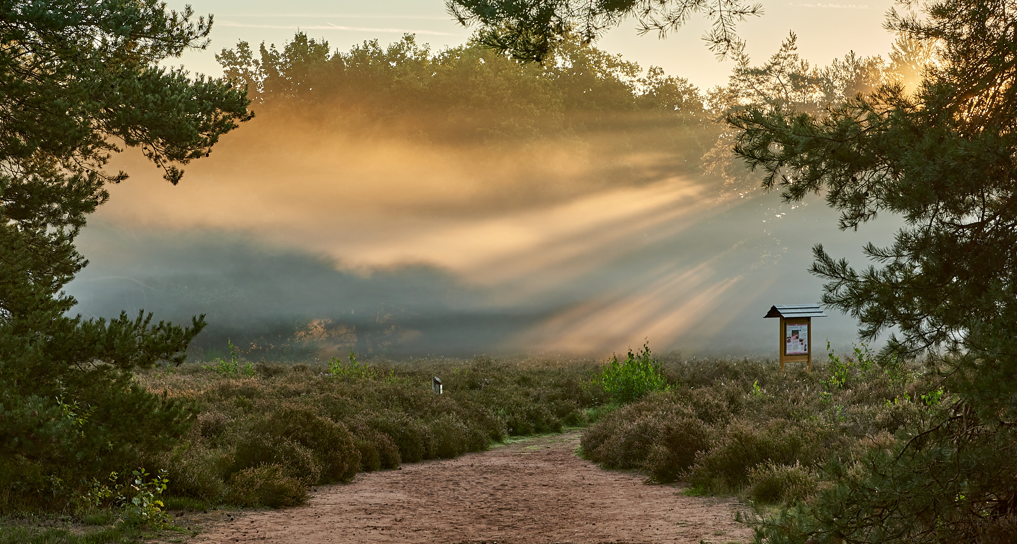 Durchblick mit Licht-Nebelstimmung beim Sonnenaufgang auf der Mehlinger Heide...