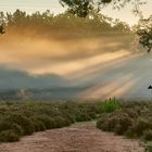 Durchblick mit Licht-Nebelstimmung beim Sonnenaufgang auf der Mehlinger Heide...