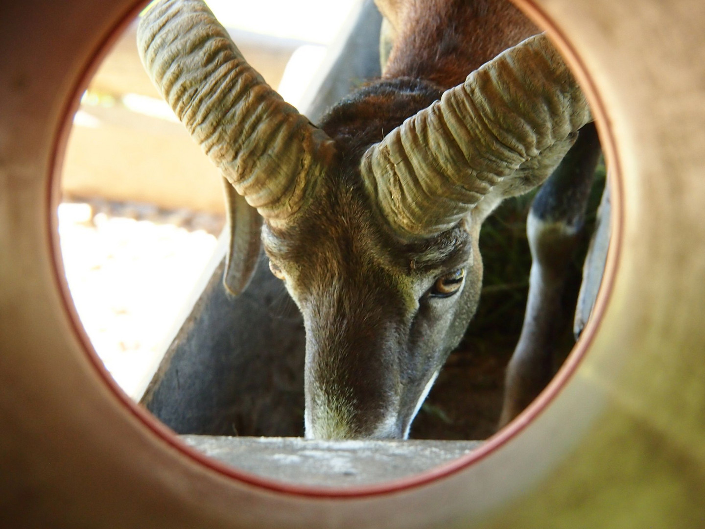 Durchblick mit Mufflon