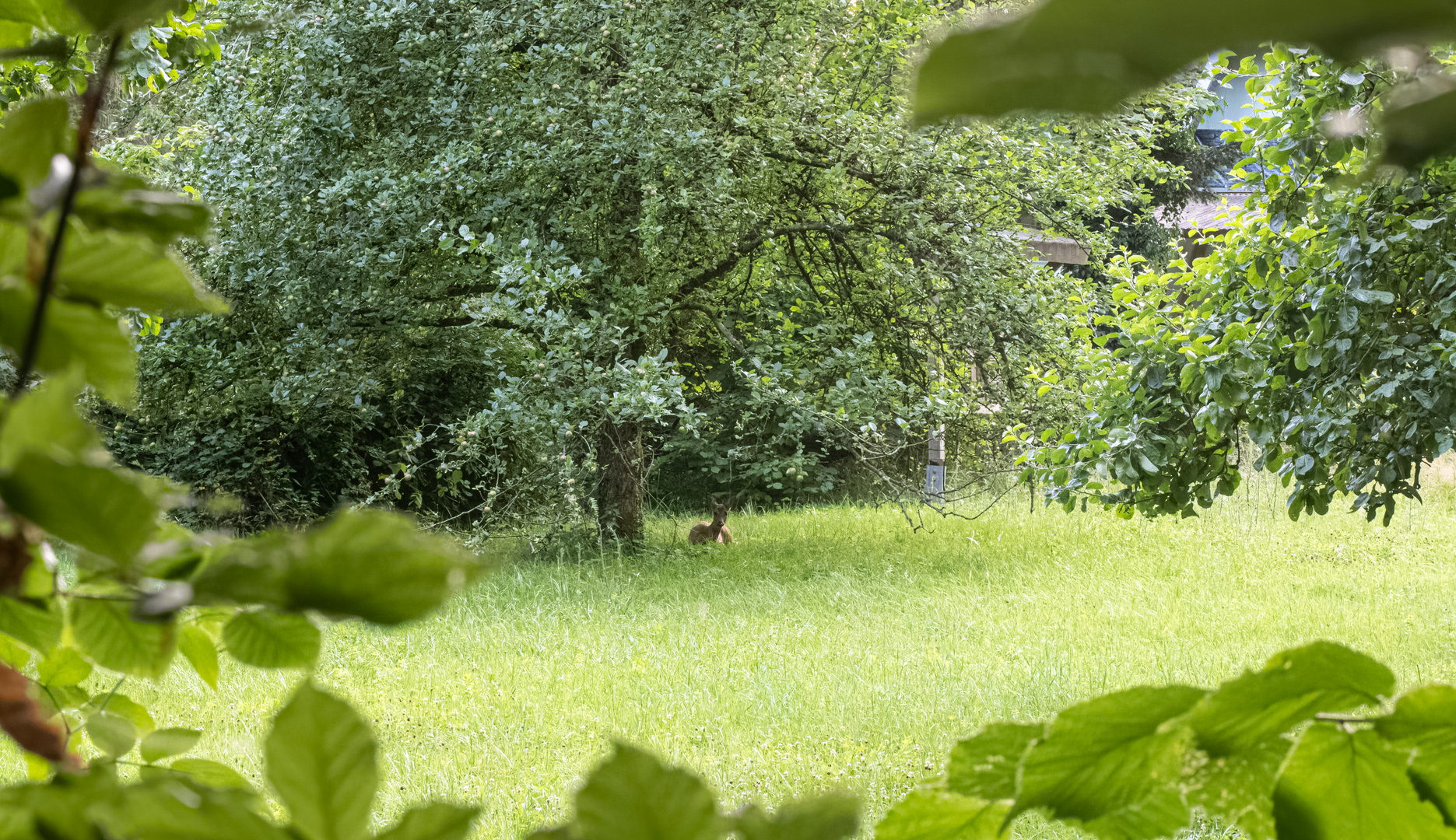 Durchblick mit Reh zum 10.8.2023