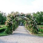 Durchblick mit Rosen