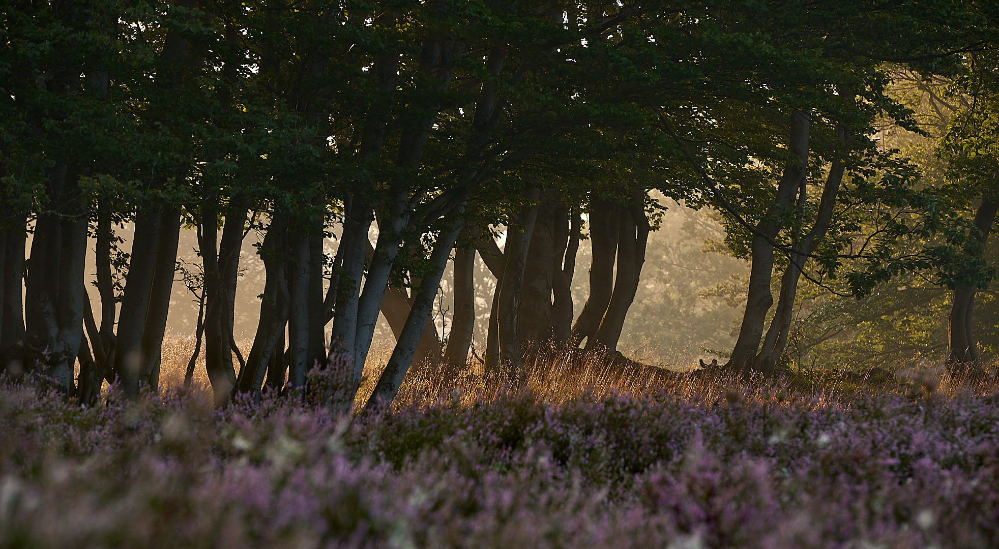 Durchblick mit seitlichem Lichteinfall auf der Mehlinger Heide, die...