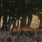 Durchblick mit seitlichem Lichteinfall auf der Mehlinger Heide, die...