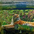 Durchblick mit Tiger