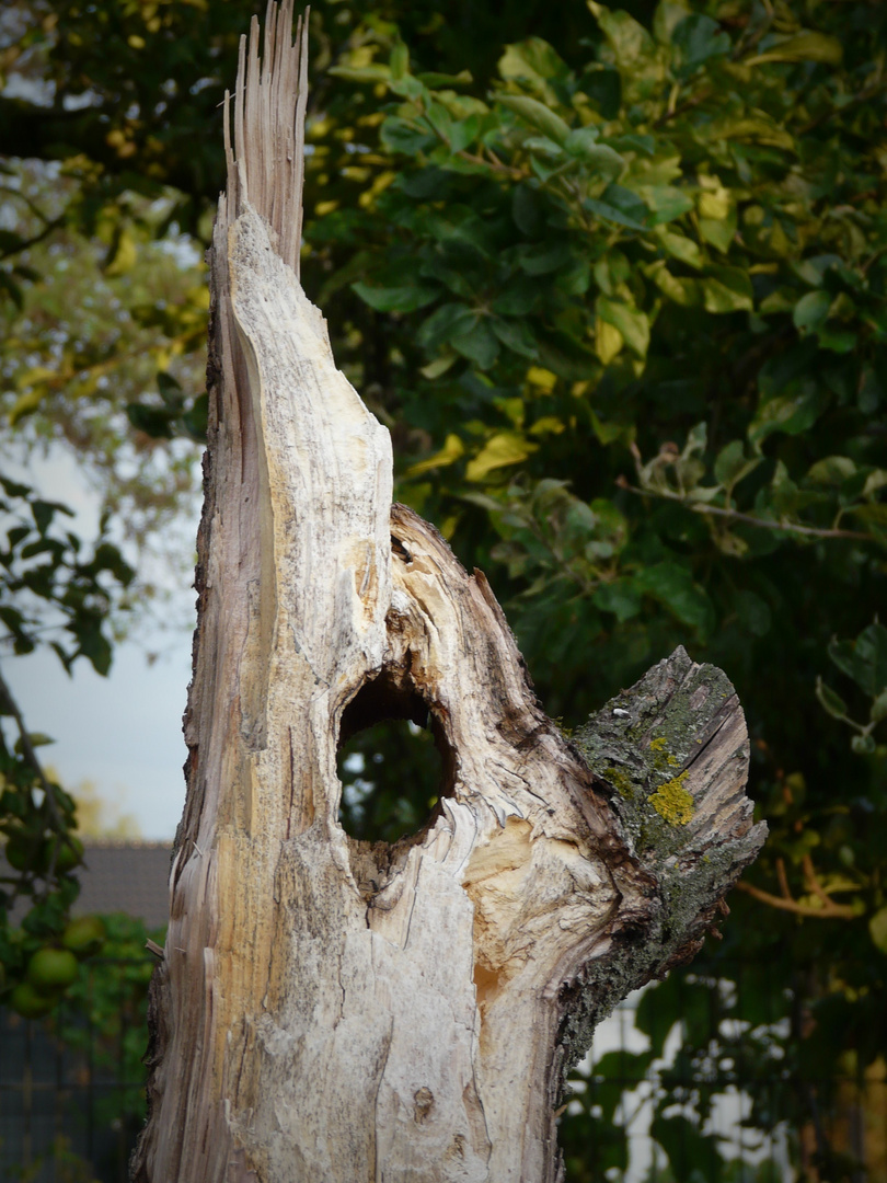 Durchblick - morscher Baumstamm