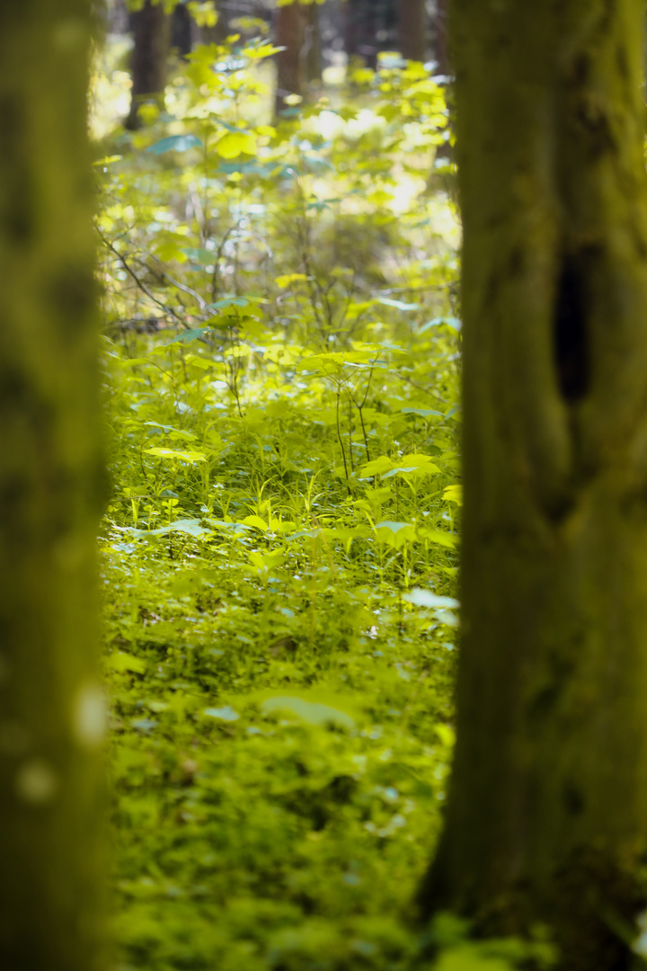 Durchblick oder doch Einblick in Baumgeschichten