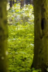 Durchblick oder doch Einblick in Baumgeschichten