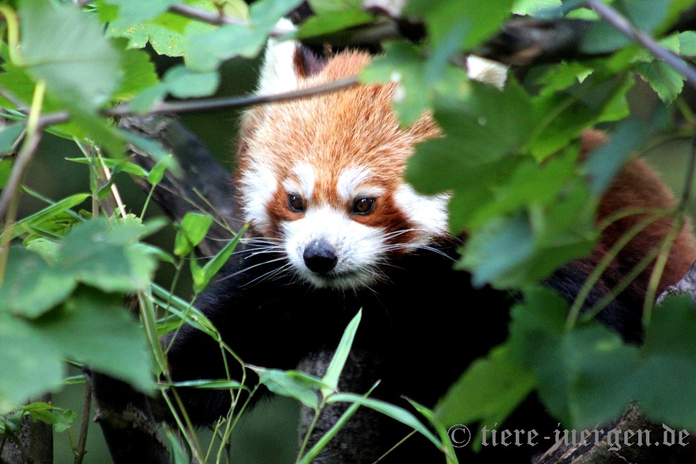 Durchblick - Roter Panda, Kleiner Panda oder Katzenbär