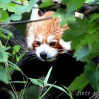 Durchblick - Roter Panda, Kleiner Panda oder Katzenbär