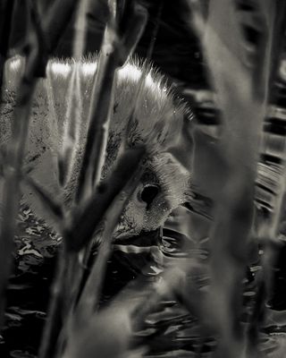 Durchblick, Schwanenküken