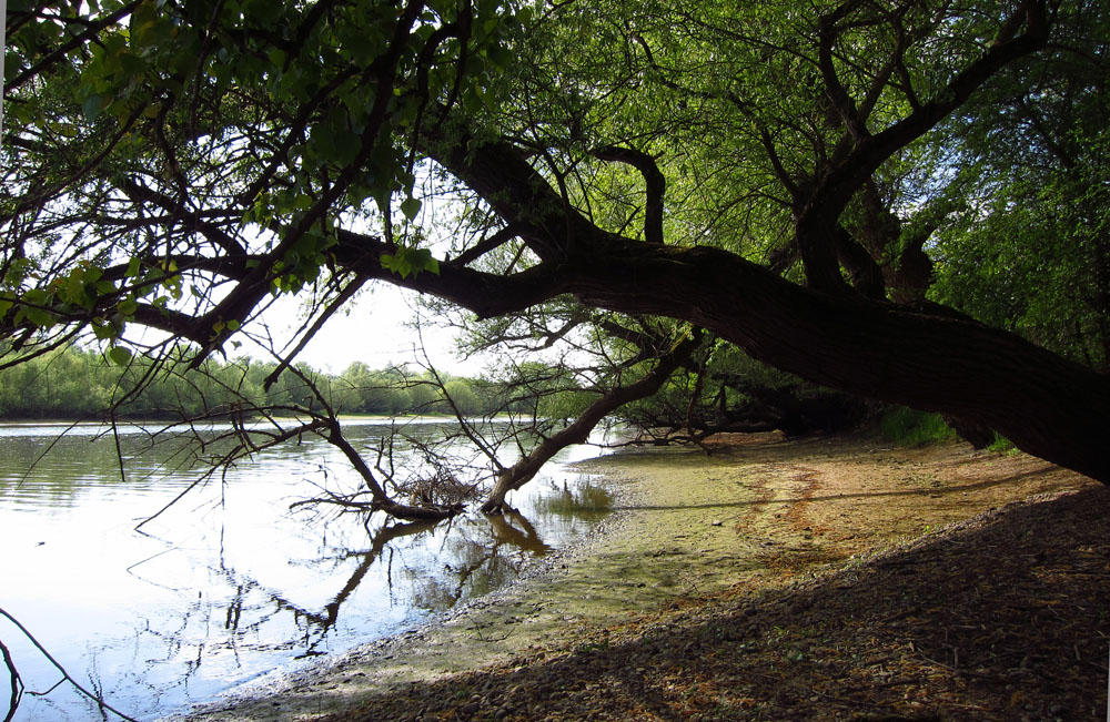 Durchblick: See im Sauerdelta