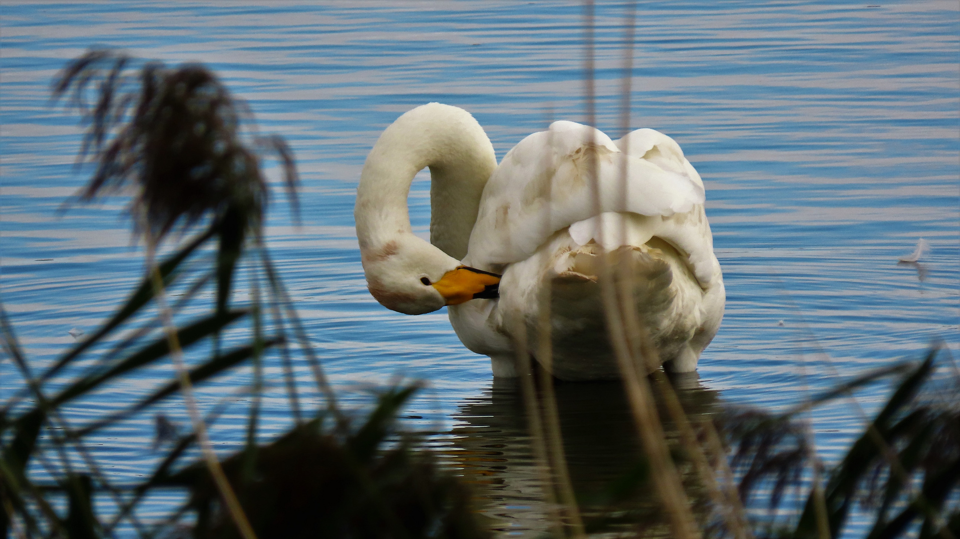 Durchblick Singschwan