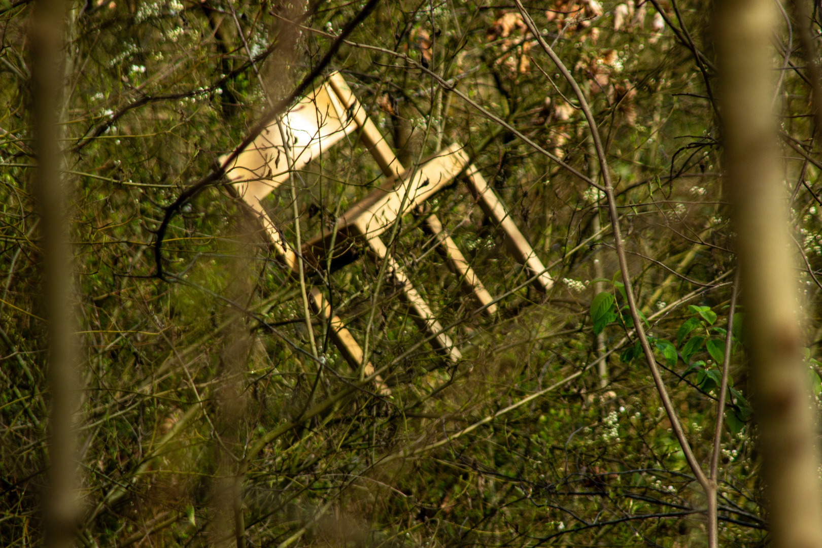 Durchblick: Stuhl im Wald ...